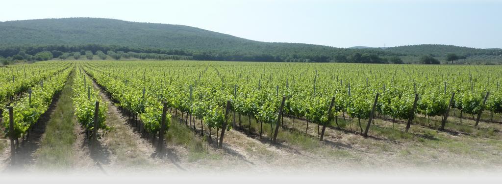 Le Stanze Di Zelinda Villa Suvereto Bilik gambar